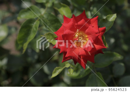 荒尾市　おもやい市民花壇　バラの花、 95624523