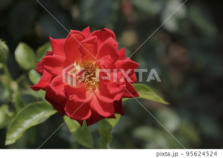 荒尾市 おもやい市民花壇 バラの花、 荒尾市 おもやい市民花壇 バラの花、 95624524