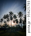 coconut trees view 95625793