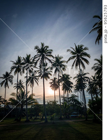 coconut trees view coconut trees view 95625793