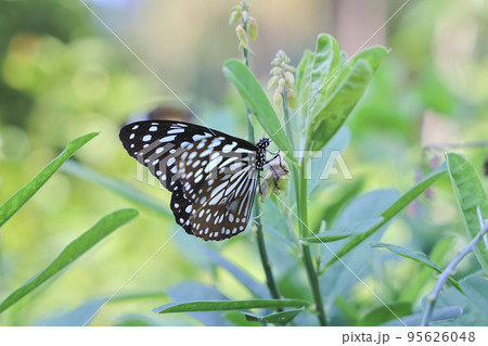 a butterfly in a garden, Butterfly On Leaf a butterfly in a garden, Butterfly On Leaf 95626048