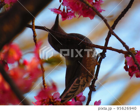 桜と小鳥 95626940