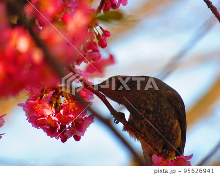 桜と小鳥 95626941