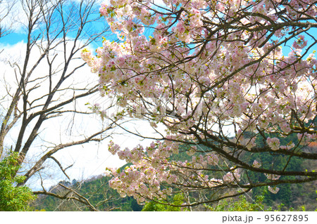 青空に咲くサクラの花と冬枯れの木　岡山県津山市 95627895