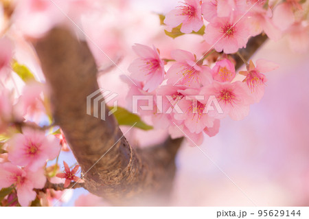 咲き誇る河津桜 群馬県 伊勢崎市 いせさき市民のもり公園 咲き誇る河津桜 群馬県 伊勢崎市 いせさき市民のもり公園 95629144