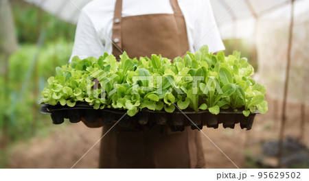 young Asian man picks vegetables from his backyard in the morning. 95629502