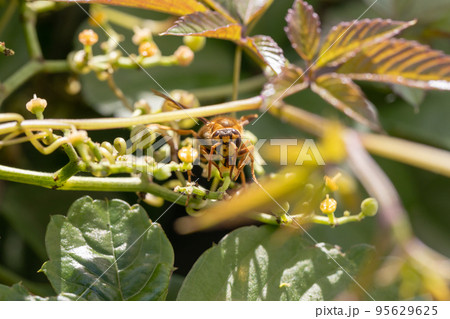 ヤブガラシの花とキイロスズメバチ ヤブガラシの花とキイロスズメバチ 95629625