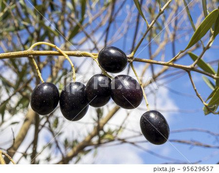 青空を背景に熟成したオリーブの実（ブラックオリーブ） 95629657