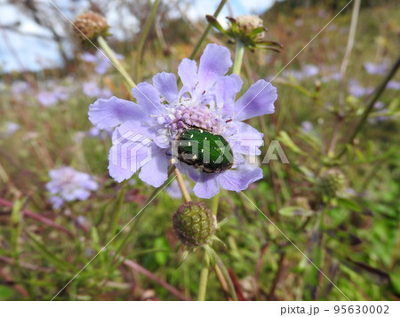 コアオハナムグリが来たスイカズラ科の多年草「マツムシソウ」の花 95630002