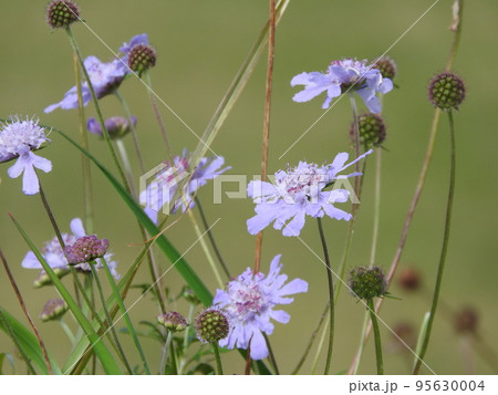 スイカズラ科の多年草「マツムシソウ」の花 スイカズラ科の多年草「マツムシソウ」の花 95630004