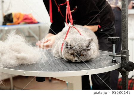Cat grooming in pet beauty salon. Grooming master cuts and shaves a cat, cares for a cat. Cat grooming in pet beauty salon. Grooming master cuts and shaves a cat, cares for a cat. 95630145
