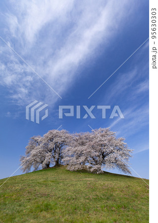 丘に咲く桜　白石稲荷山古墳　群馬県　藤岡市 95630303