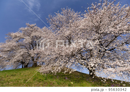 丘に咲く桜　白石稲荷山古墳　群馬県　藤岡市 95630342