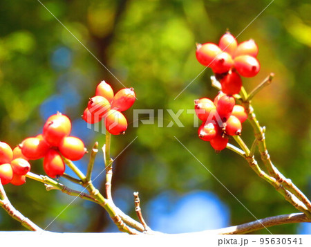 赤い木の実 95630541