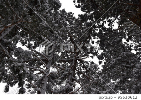 白い空の下の雪が積もっている安久津八幡宮の杉林 95630612