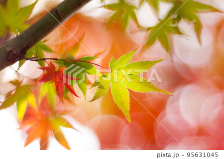 紅葉 95631045