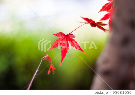 紅葉 紅葉 95631056
