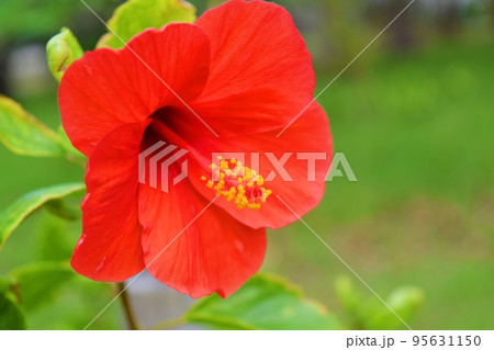 赤いハイビスカス 95631150