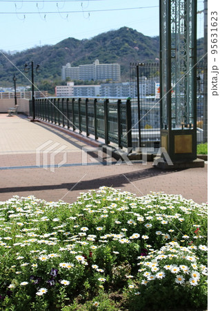 住宅地の3月の花壇(マーガレットなど) 住宅地の3月の花壇(マーガレットなど) 95631623
