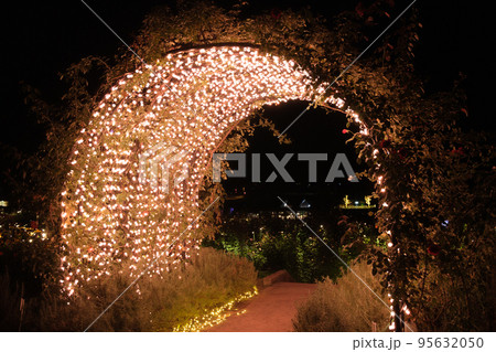 フラワーパーク ライトアップ 秋バラ 95632050