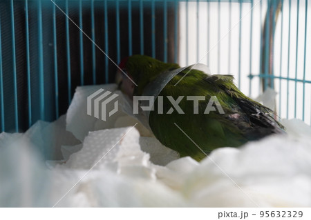 獣医 獣医師 施術 95632329