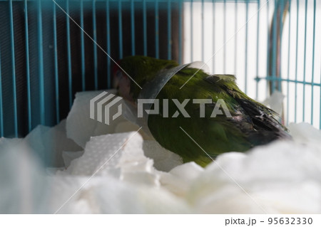 獣医 獣医師 施術 95632330