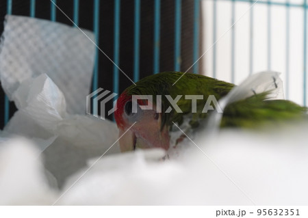 獣医 獣医師 施術 95632351