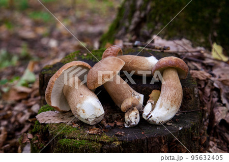 Several boletus mushroom in the wild. Porcini mushroom (Boletus aereus) on old fungy hemp in forest at autumn season.. 95632405