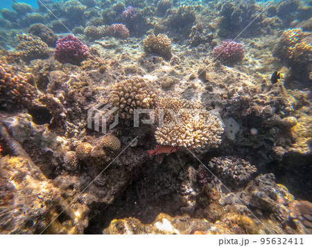 Underwater life of reef with close up view of corals and tropical fish. Coral Reef at the Red Sea, Egypt. 95632411