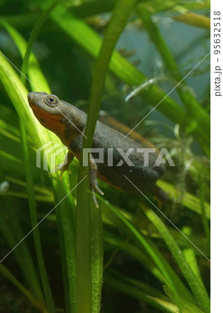Closeup on an adult of the endangered Chinese endemic Fuding fire belly newt, Cynops fudingensis 95632518