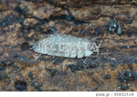 Closeup on a common grey shiny woodlouse, Oniscus asellus , sitting on the forest floor 95632519