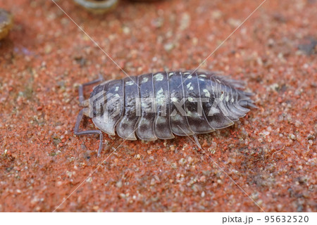Closeup on a common grey shiny woodlouse, Oniscus asellus , sitting on the forest floor 95632520