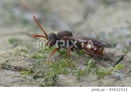 Closeup on a colorful female bear-clawed Nomada alboguttata cuckoo solitary bee 95632522