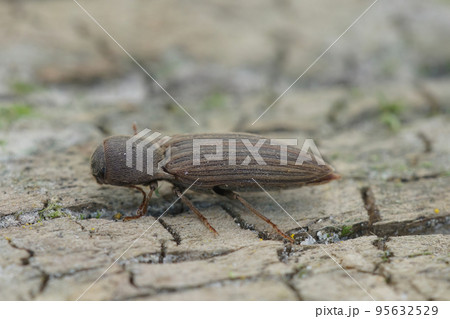 Closeup on a striped brown clicking beetle, Agriotes lineatus, a pest species for crops and agriculture 95632529
