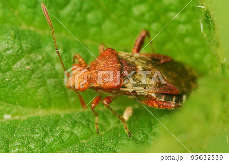 Closeup on an adult scentless Rhopalid plant bug, Rhopalus subrufus in the garden 95632539