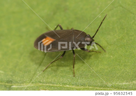 Closeup on a very distinctive black ground bug with a red spot, Aphanus rolandri 95632545