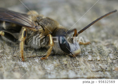 Closeup on a hairy male Great banded furrow bee, Halictus scabiosae, sitting on wood Closeup on a hairy male Great banded furrow bee, Halictus scabiosae, sitting on wood 95632569