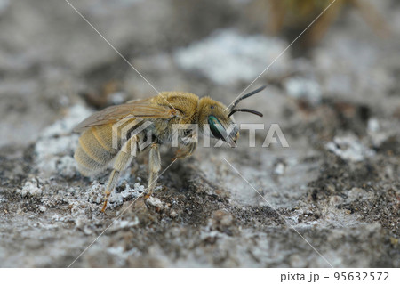 Closeup of a female of the Mealy Metallic-Furrow Bee, Vestitohalict pollinosus Closeup of a female of the Mealy Metallic-Furrow Bee, Vestitohalict pollinosus 95632572