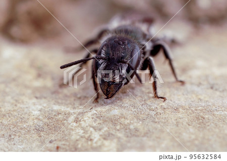 Frontal closeup on a Mediterranean dark black solitary mason bee, Osmia cephalotes Frontal closeup on a Mediterranean dark black solitary mason bee, Osmia cephalotes 95632584