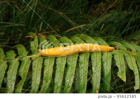 Close-up on the large high yellow Californian banana slug, Ariolimax californicus 95632585
