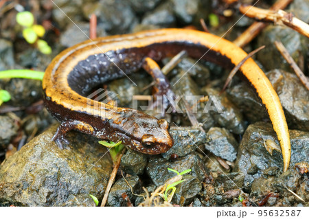 Close up of the yellow form of the Western redback salamander , Plethodon vehiculum 95632587