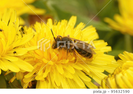 Close up on a female of the rare Andrena humilis, a specialist mining bee on yellow andelion flower 95632590
