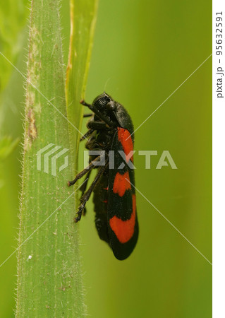 Vertical closeup on a colorful Red-and-black Froghopper , Cercopis vulnerata against a green background 95632591