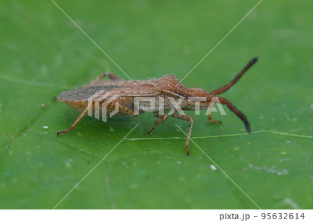 Close up of a squash bug , Coriomeris denticulatus on a green leaf Close up of a squash bug , Coriomeris denticulatus on a green leaf 95632614