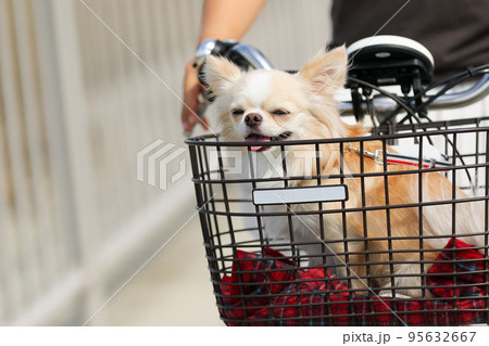 自転車の前かごに乗っているロングコートチワワ 自転車の前かごに乗っているロングコートチワワ 95632667