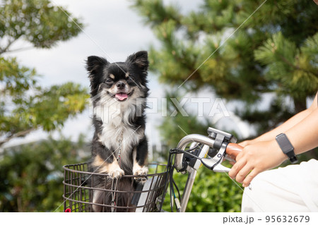 自転車の前かごに乗っているロングコートチワワ 自転車の前かごに乗っているロングコートチワワ 95632679