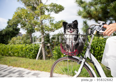 自転車の前かごに乗っているロングコートチワワ  95632682