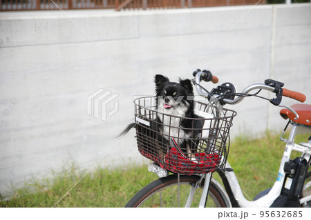 自転車の前かごに乗っているロングコートチワワ  95632685