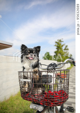 青空の下で自転車の前かごに乗っているロングコートチワワ  95632689