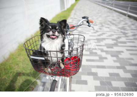 青空の下で自転車の前かごに乗っているロングコートチワワ  95632690